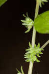 Pennsylvania pellitory